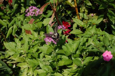 Butterfly (Hilo Botanical Garden)