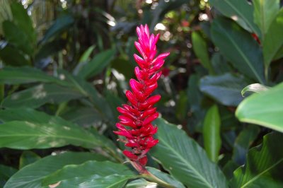 Flower (Hilo Botanical Garden)