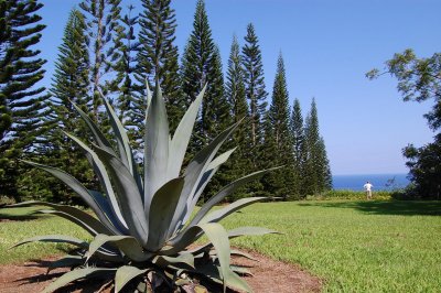 Hilo Botanical Garden