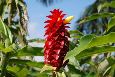 Flower (Hilo Botanical Garden)