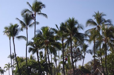 Cutting Palm Leaves