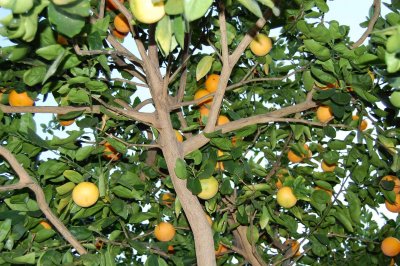 Orange Tree