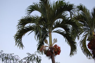 Palm Tree