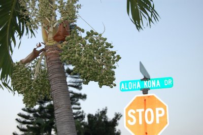 Palm Fruits