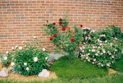 Roses and peonies