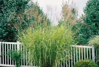 Zebra grass