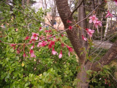 Spring
