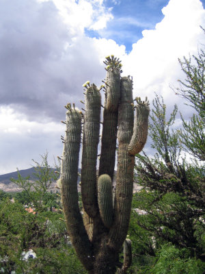 cacti or cardones - they're HUGE