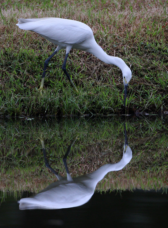 Little Egret