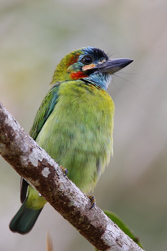 Blue-eared Barbet