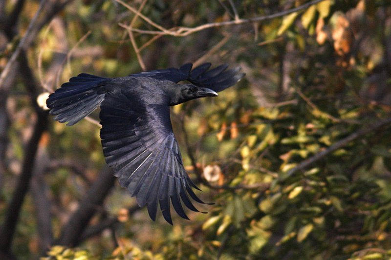 Large-billed Crow
