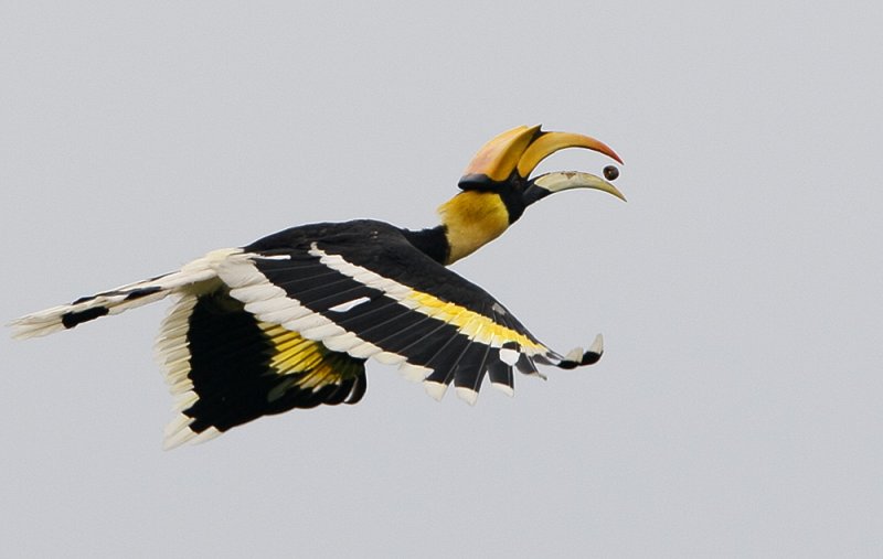 Great Hornbill (male)