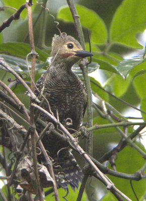 Buff-rumped Woodpecker (male)