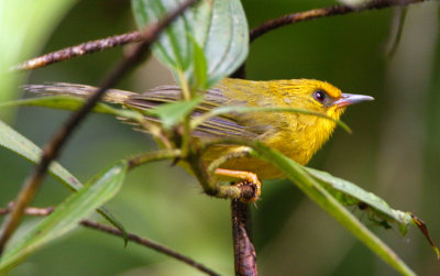 Golden Babbler