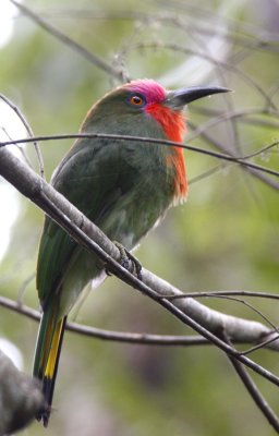 Red-beared Bee-eater