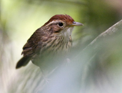 Puff-throated Babbler