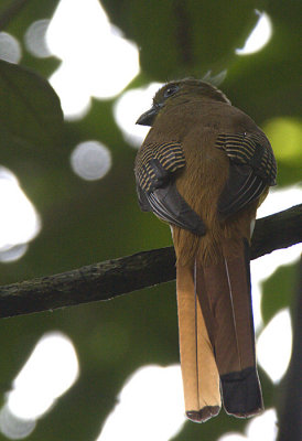 Orange-breasted Trogon
