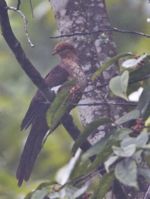 Little Cuckoo Dove