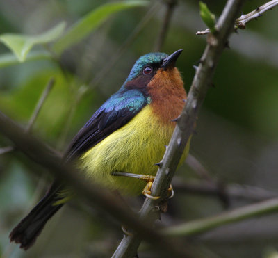 Ruby-cheeked Sunbird (male)