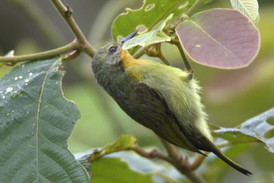 Ruby-cheeked Sunbird (female)