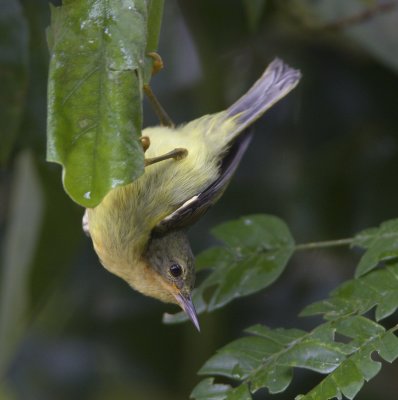 Ruby-cheeked Sunbird (female)
