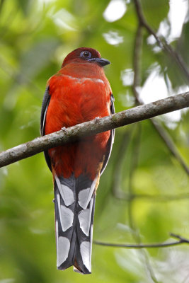 Red-headed Trogon