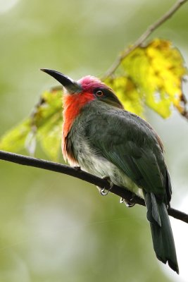 Red-beared Bee-eater