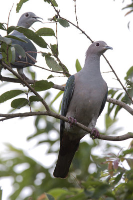 389 ::Green Imperial Pigeon::