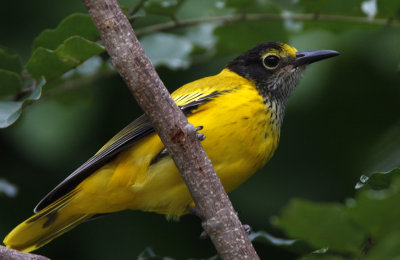 391 ::Black-hooded Oriole::