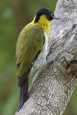 Black-headed Woodpecker