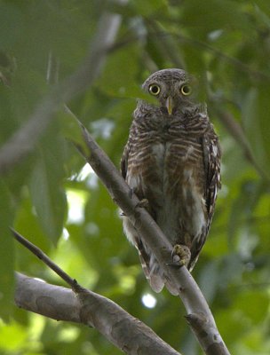 Asian Barred Owlet