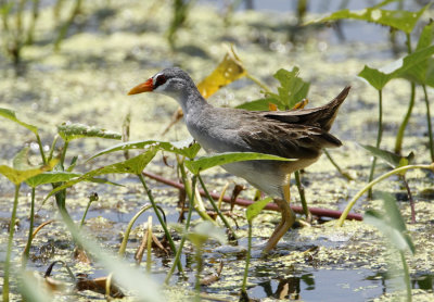 White-browed Crake