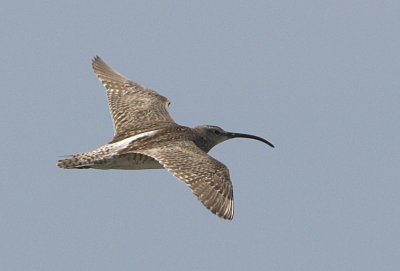 Whimbrel