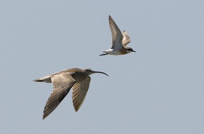 Whimbrel