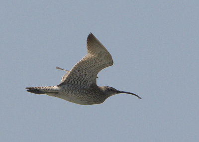 Whimbrel