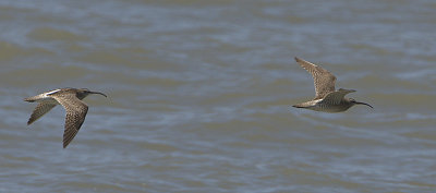 Whimbrel