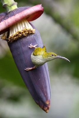 Grey-breasted Spiderhunter