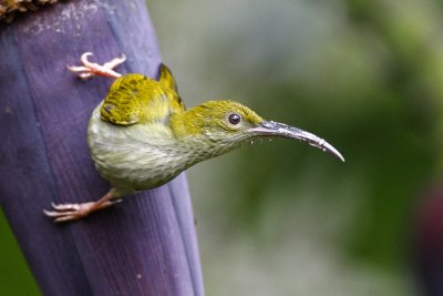 Grey-breasted Spiderhunter