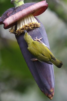 Grey-breasted Spiderhunter