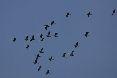 Great Cormorants