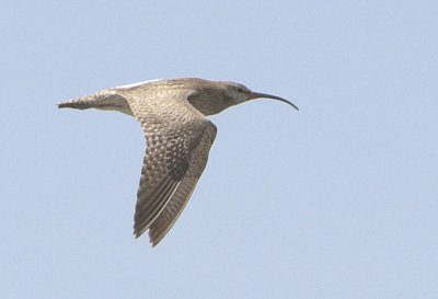Whimbrel