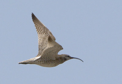 Whimbrel