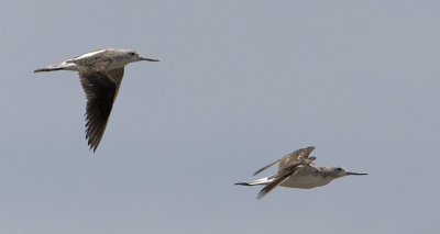 Marsh Sandpiper