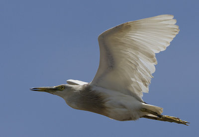 Javan Pond Heron