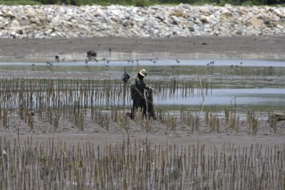 New mangroves being planted