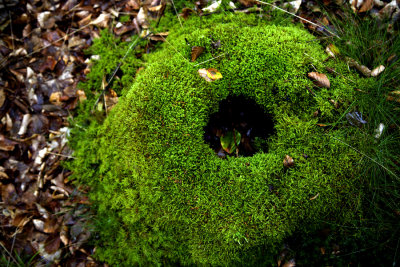 Naturtoa, engngs