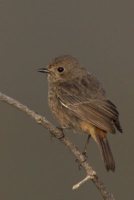 Pied Bushchat (female)