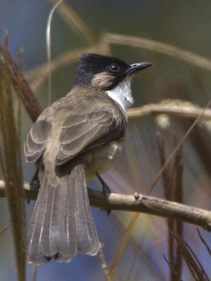429 - Brown-breasted Bulbul