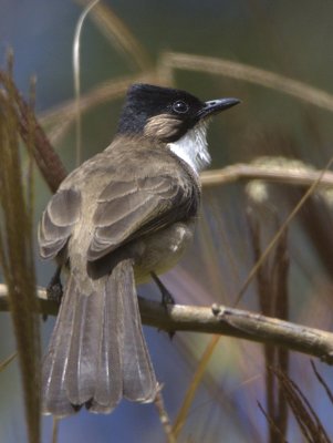 Brown-beasted Bulbul