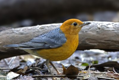 Orange-headed Thrush